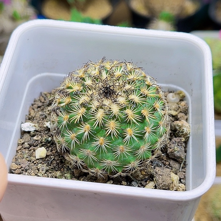 伊莎贝拉实生球4公分