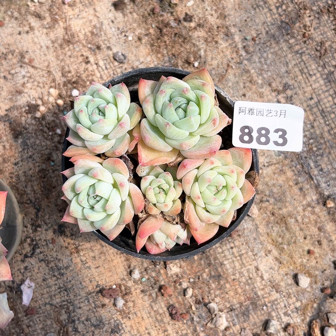 阿雅园艺。    883
