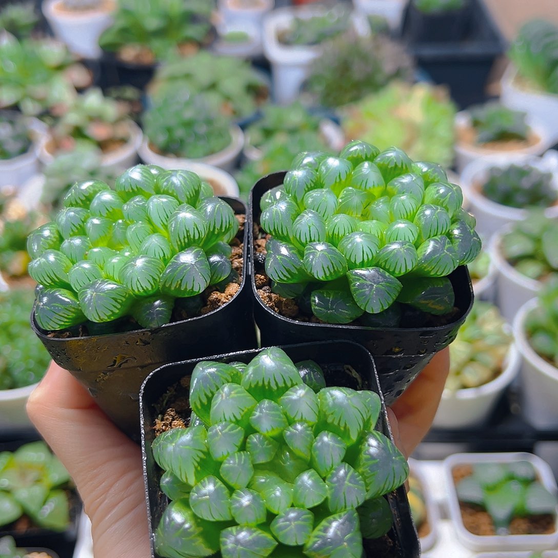 三盆糯肌玉露多肉多肉多肉多肉