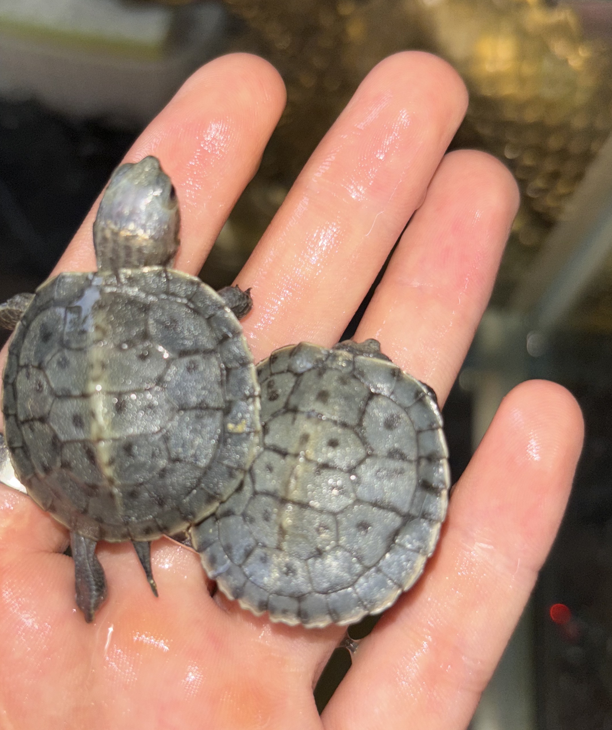 变异巴西黑巴黑化巴西龟小乌龟全品