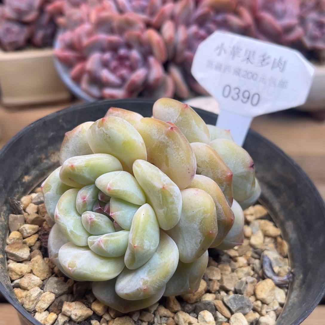 黄底紫心390/7.5cm2头