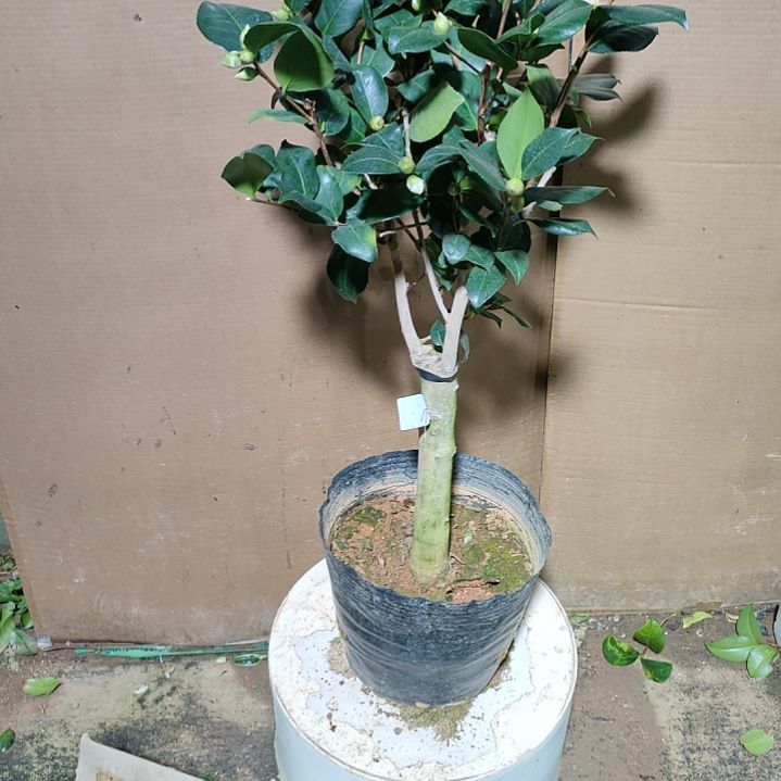 187埃及艳后，原盆原土发货，不包邮