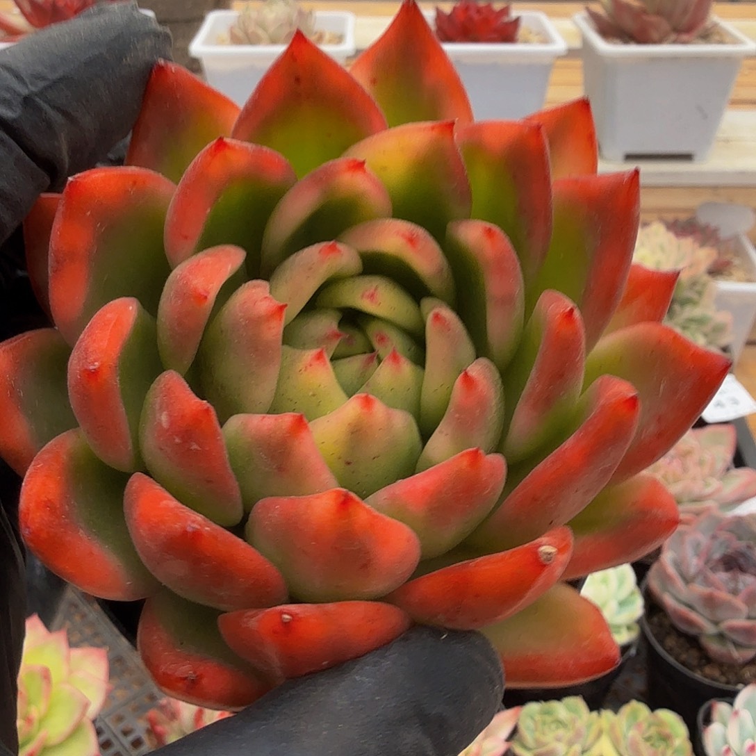 1031-48东云花脸锦