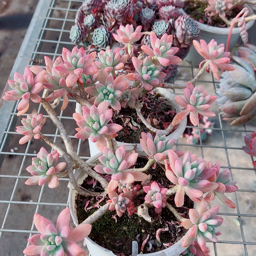 果冻秋丽多头造型精品二盆