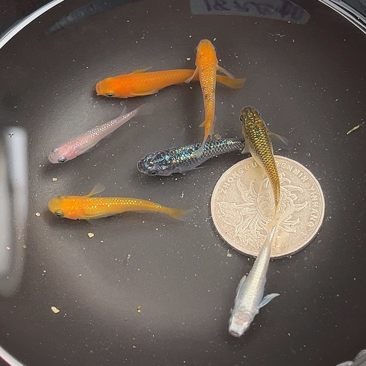 青鳉鱼随机鱼7条2号