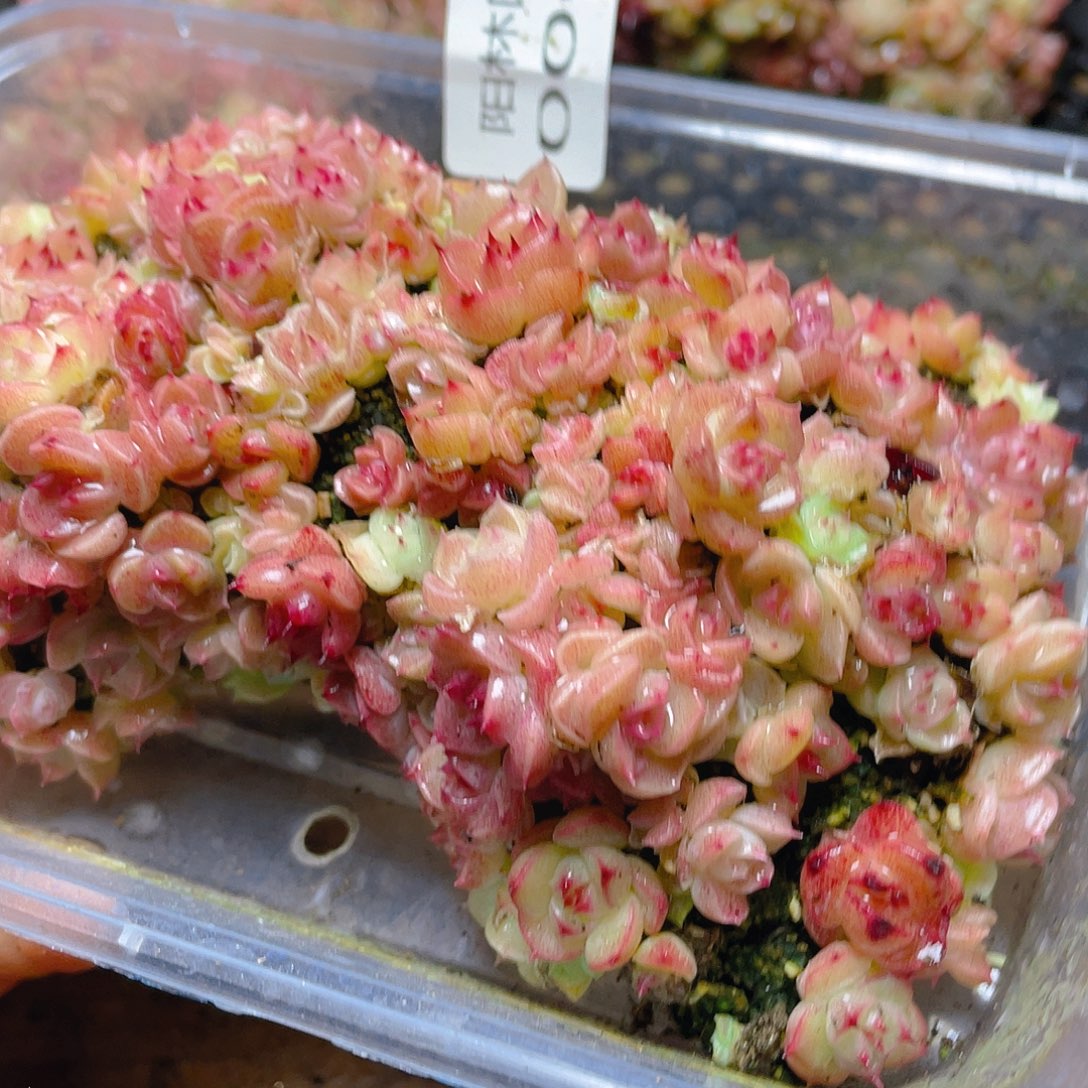 多肉植物多肉植物7