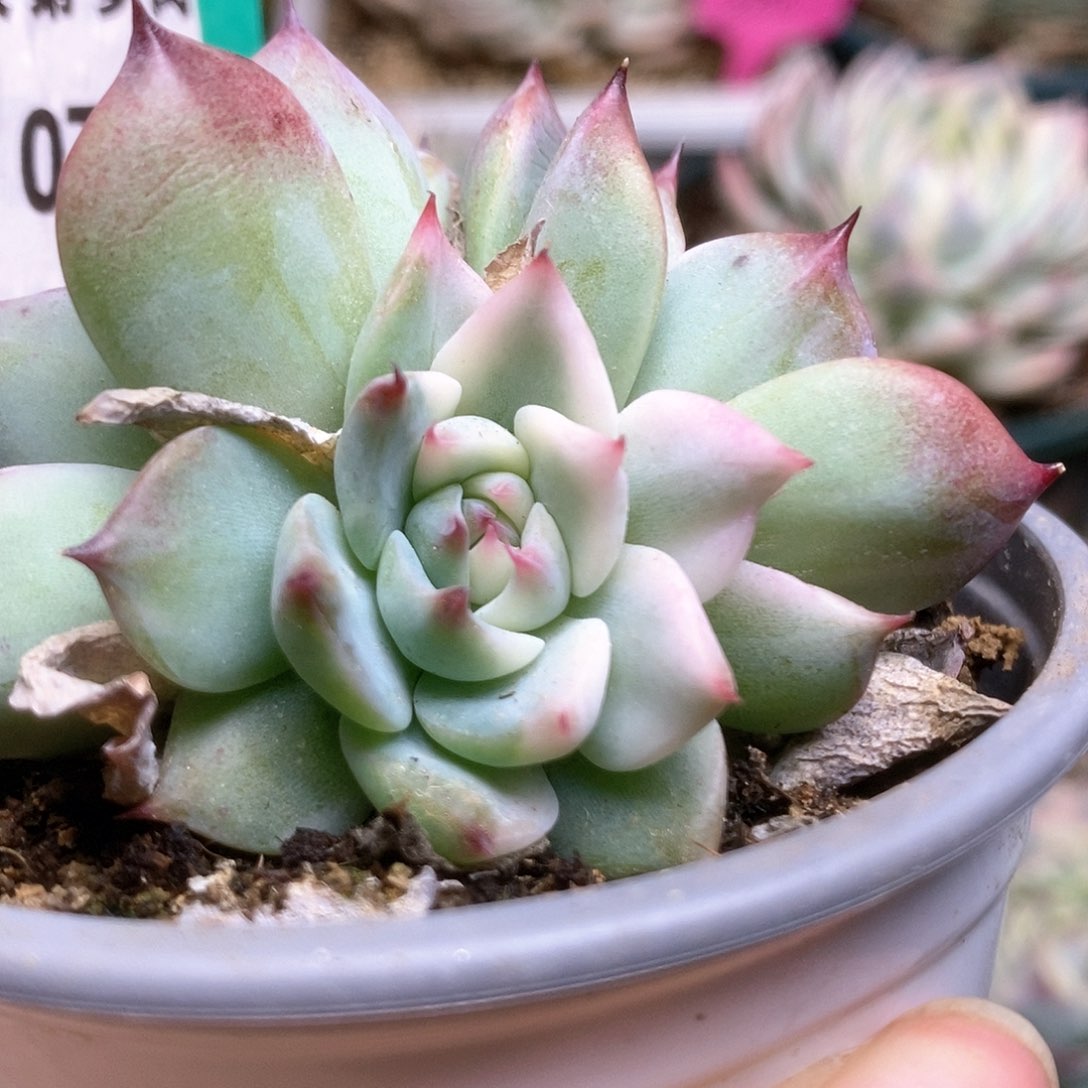 C738锦锦锦锦锦锦