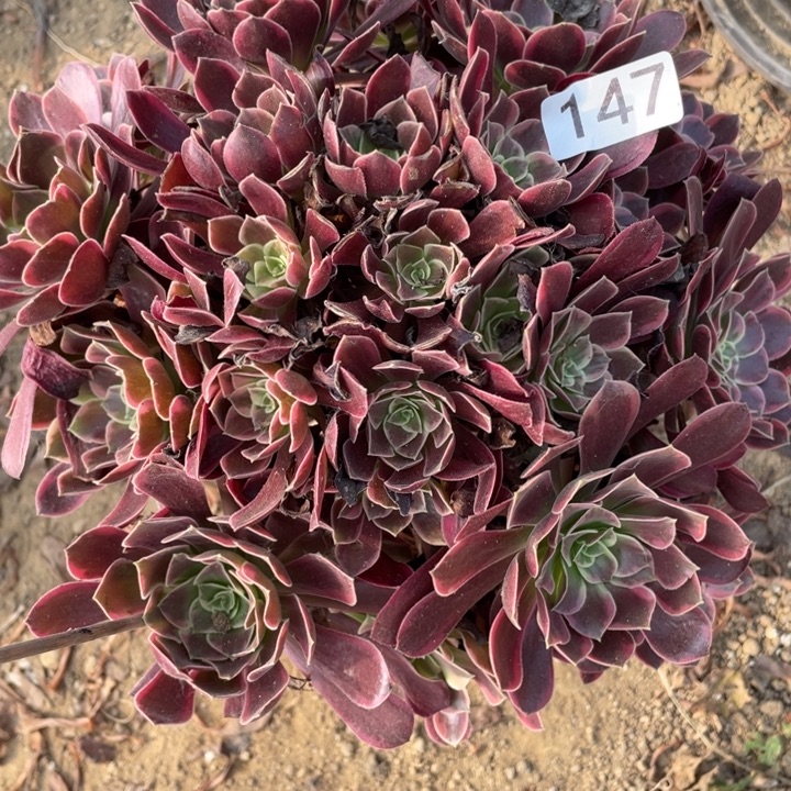 无花朵147多肉植物金丝雀