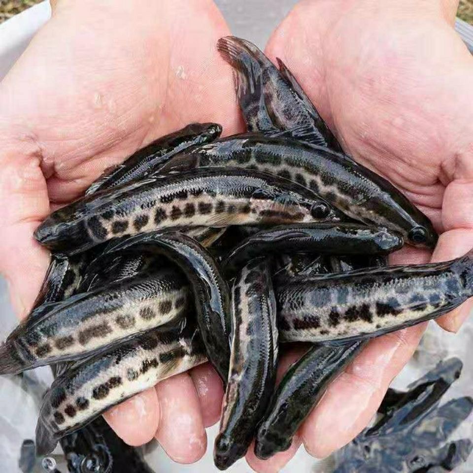 黑鱼苗生鱼乌鳢鱼淡水鱼财鱼淡水活体鱼塘养殖鱼养殖观赏
