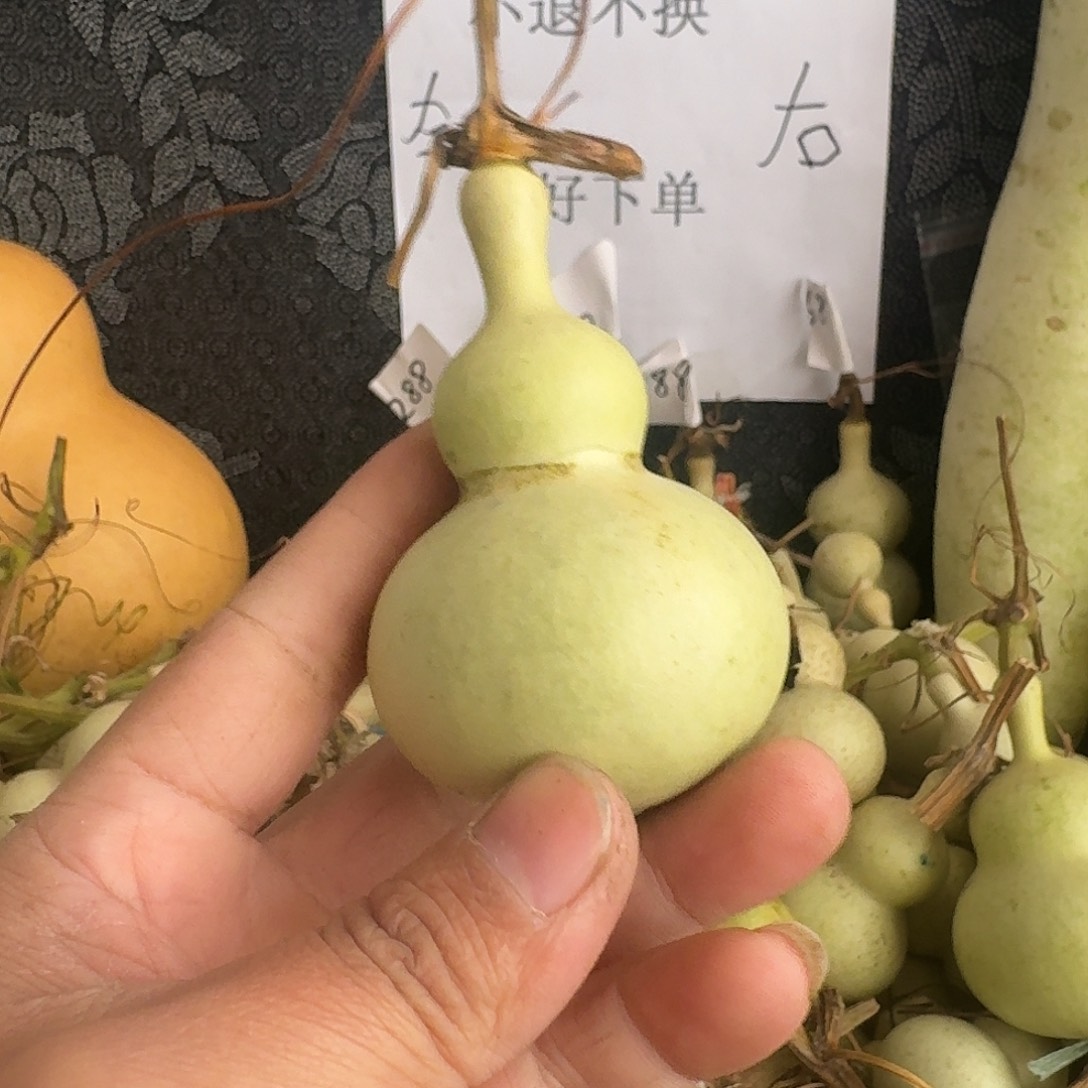 好葫芦不退不换哥哥 