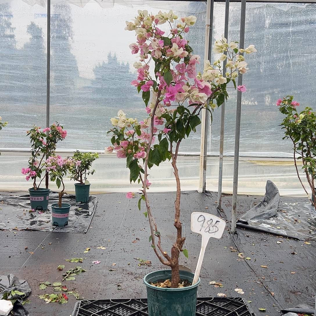 完全开放广红樱 原生小树头 985