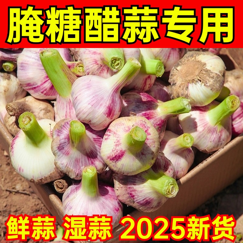 【鲜蒜】2025大蒜新鲜 嫩大蒜 现挖湿蒜 腌制糖醋蒜腊八蒜 现挖现发