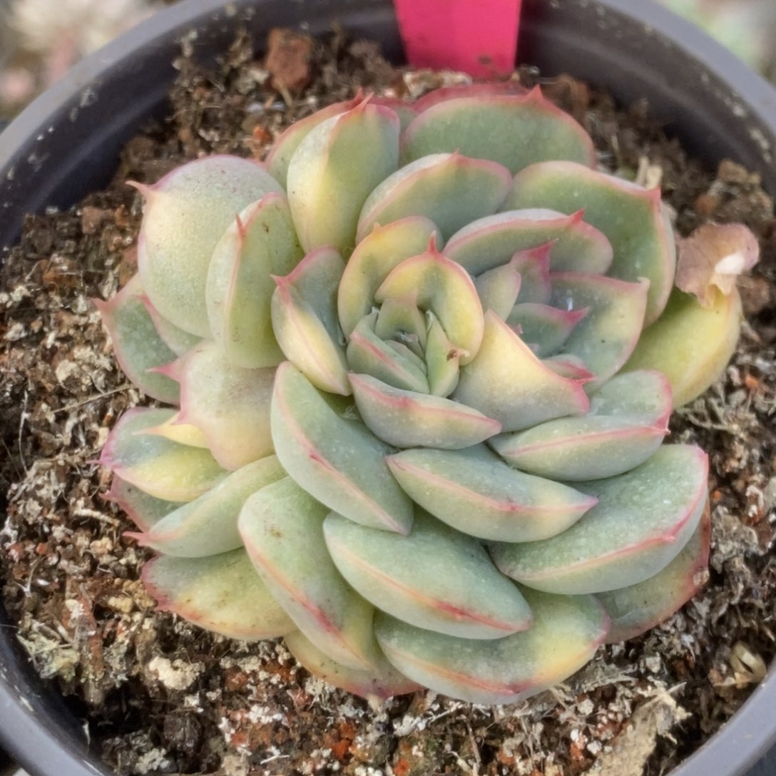 553猎户座锦锦锦锦锦锦