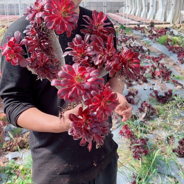 丽娜醉话20号多肉法师