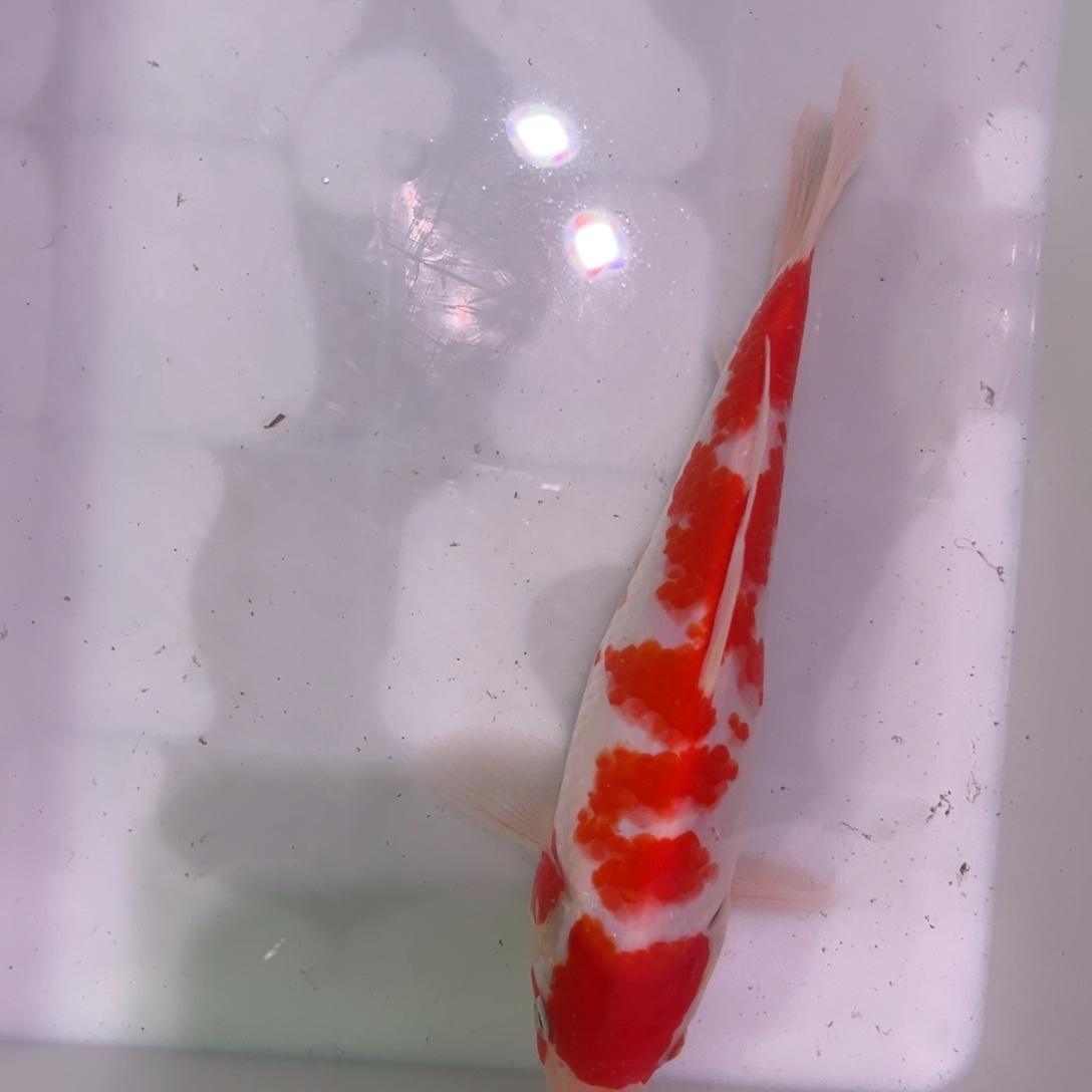 锦鲤锦上锦鲤 666