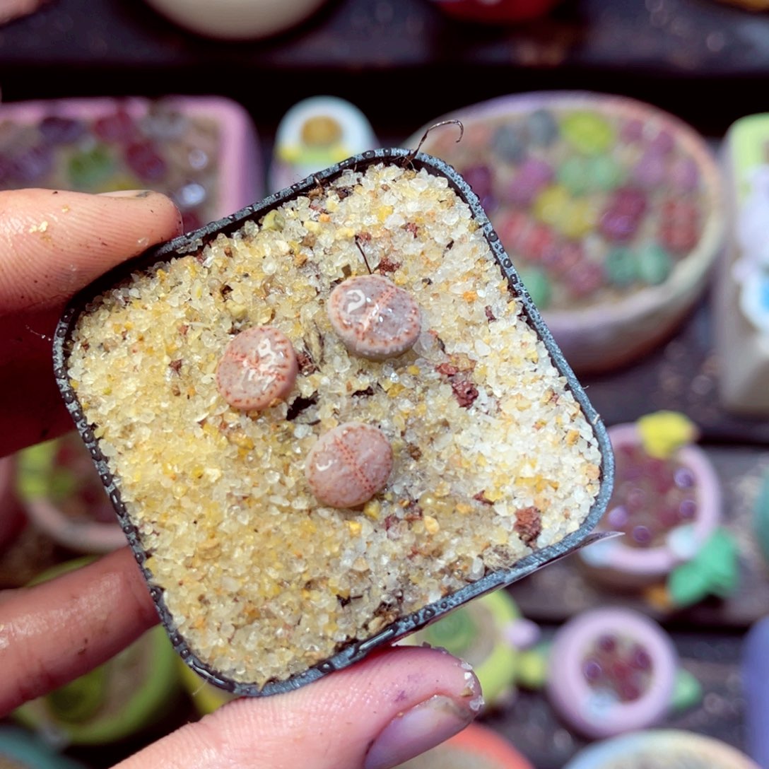 168生石花带盆发1