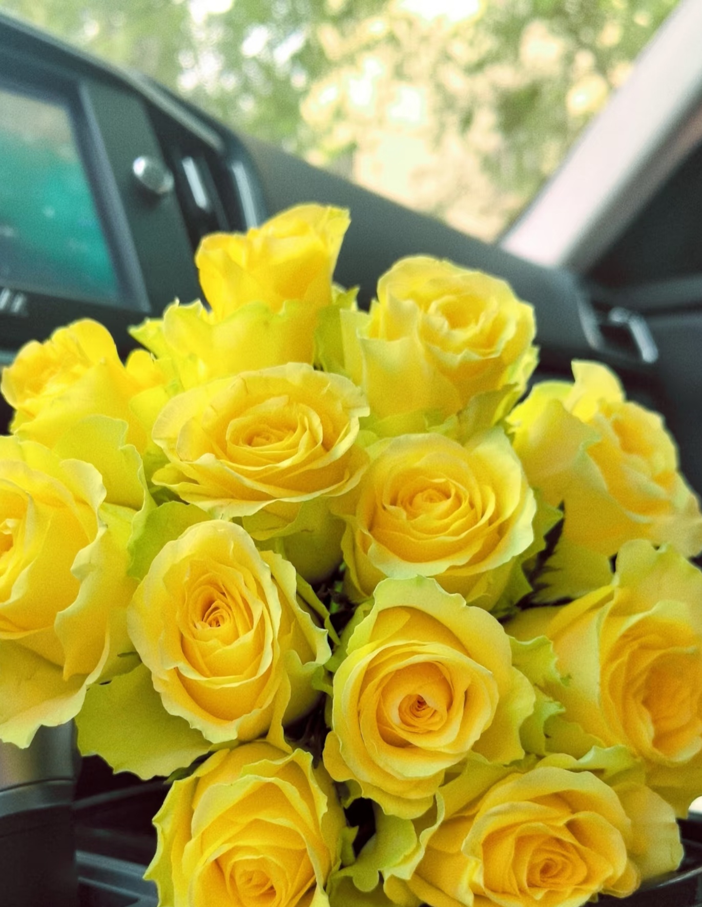 浪漫沙滩玫瑰【2度以下地区请一定拍保温棉，没拍的冻坏不售后】