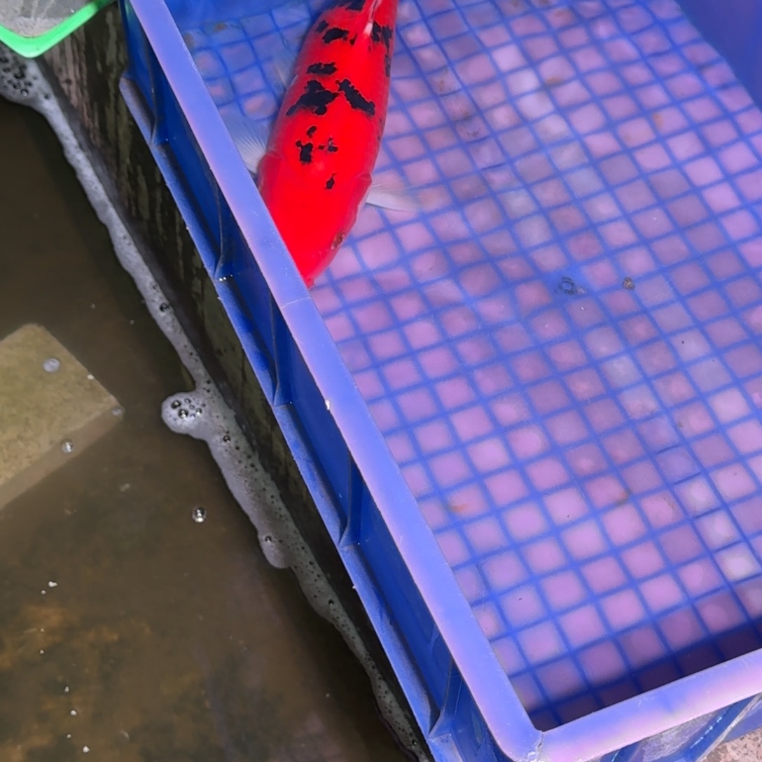 锦鲤精品锦鲤包邮包损