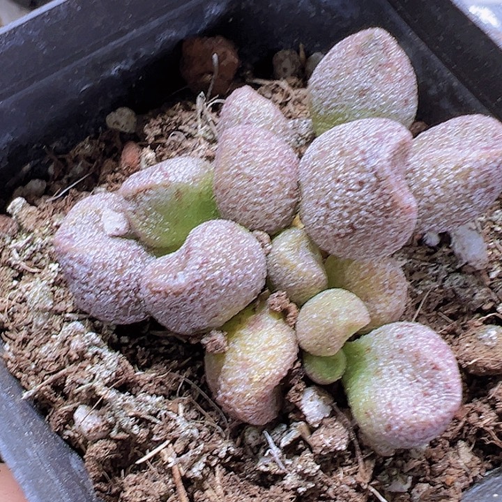 玛莉安水泡无售后19包邮