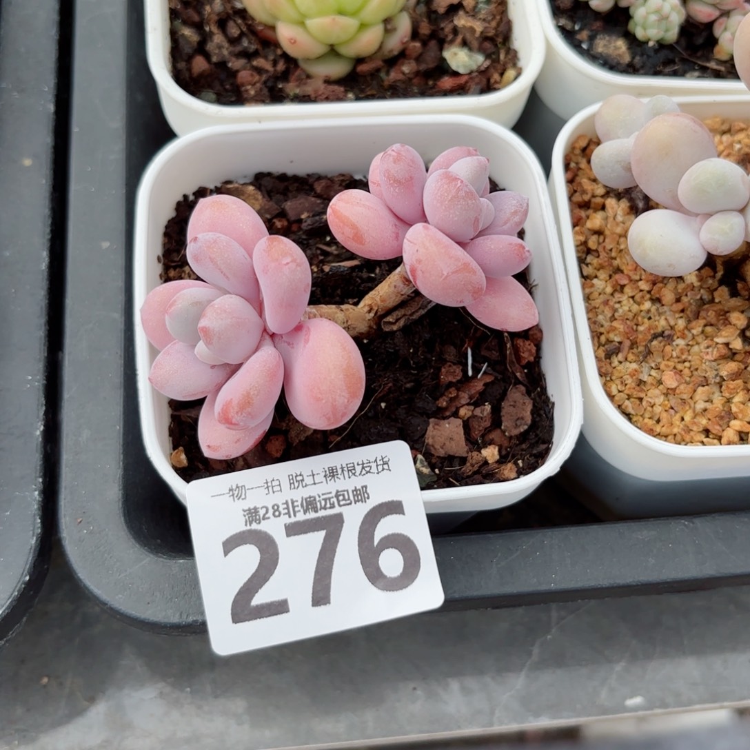 桃蛋双头无盆土发货