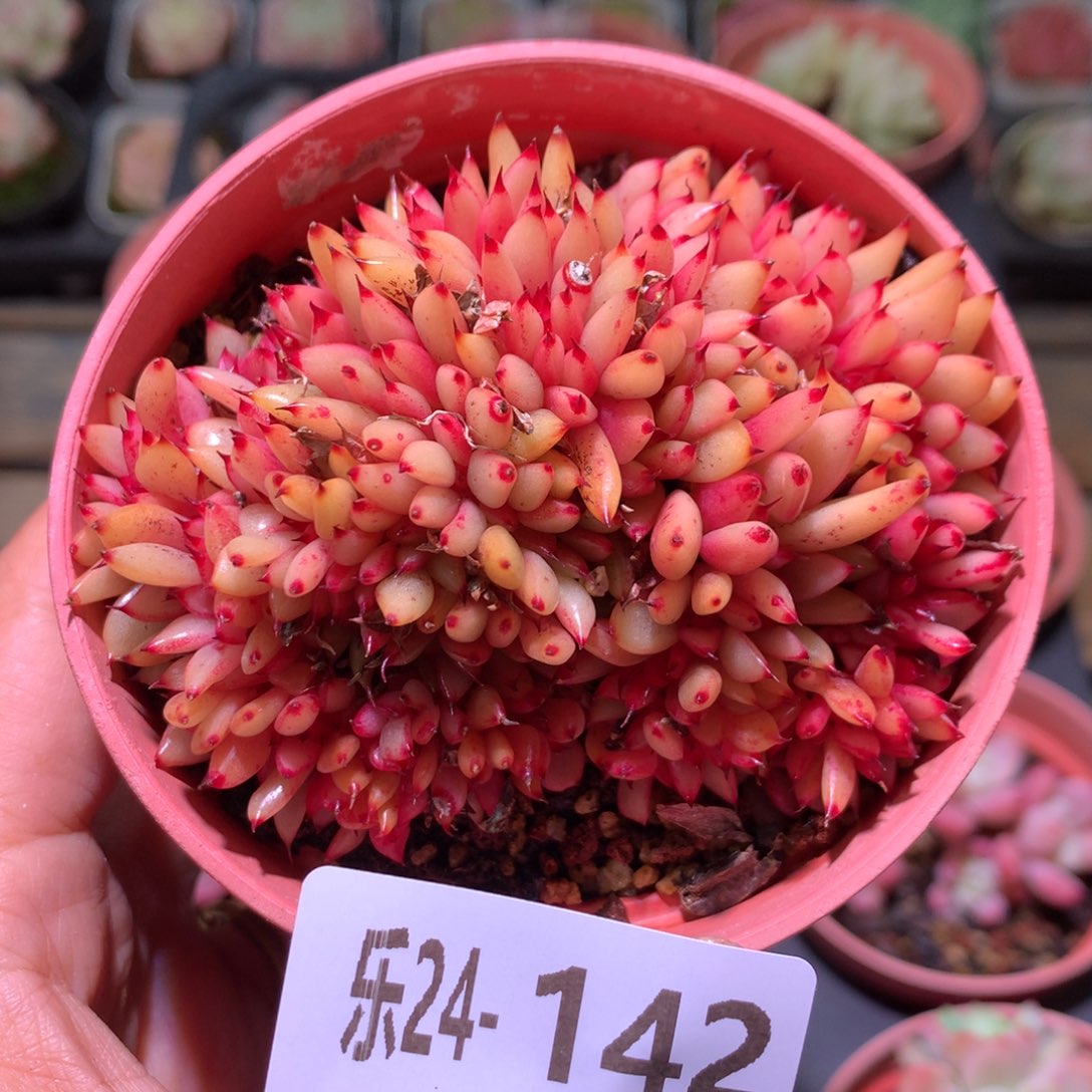 乐然24-142 乌木缀化 