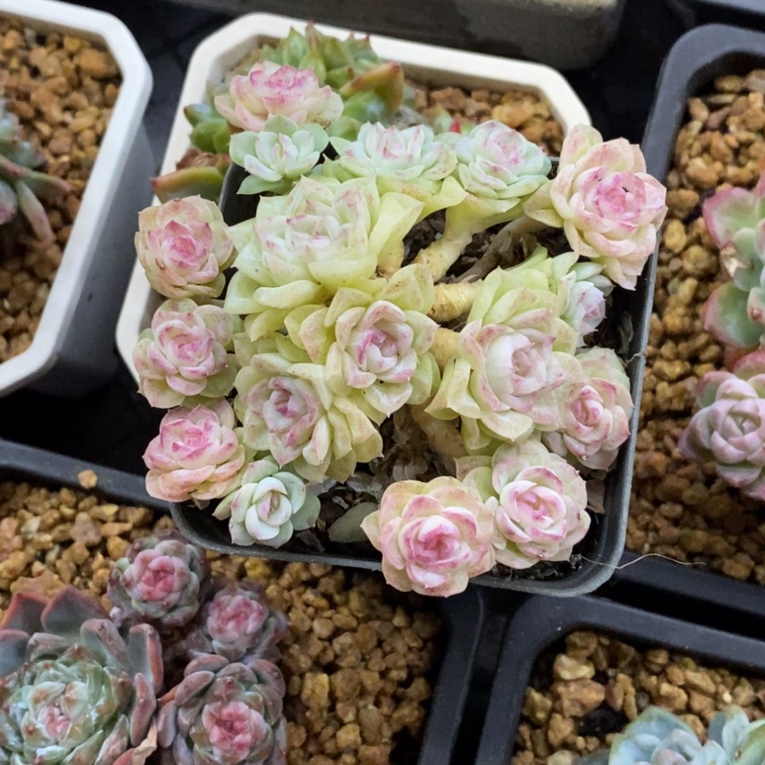 精品多肉一物一拍不包整444