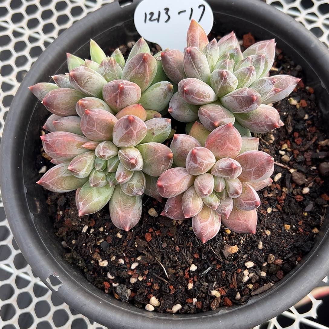 罗***敏1213-17重楼群。。。。。