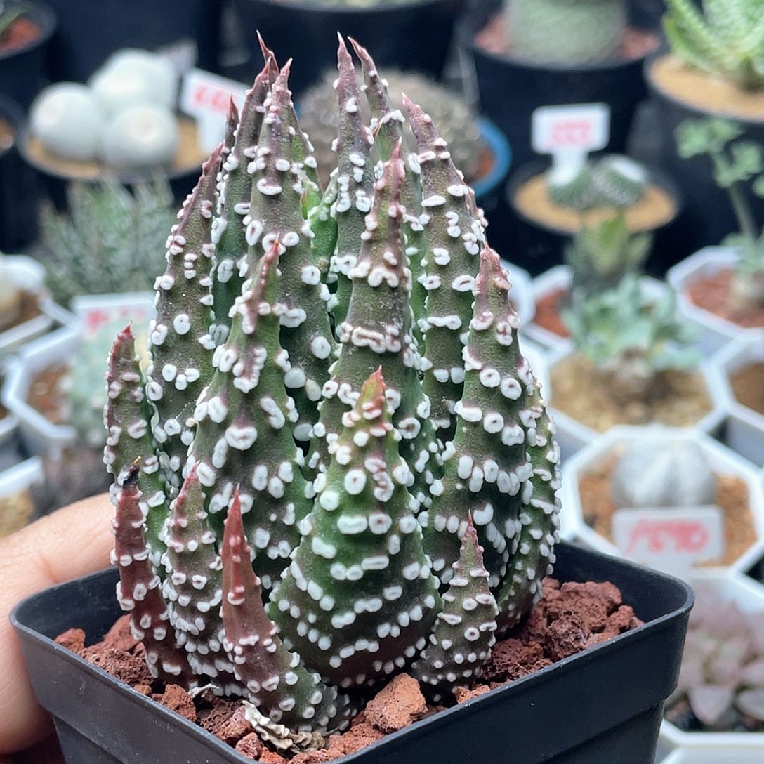 实生眼圈 致远多肉