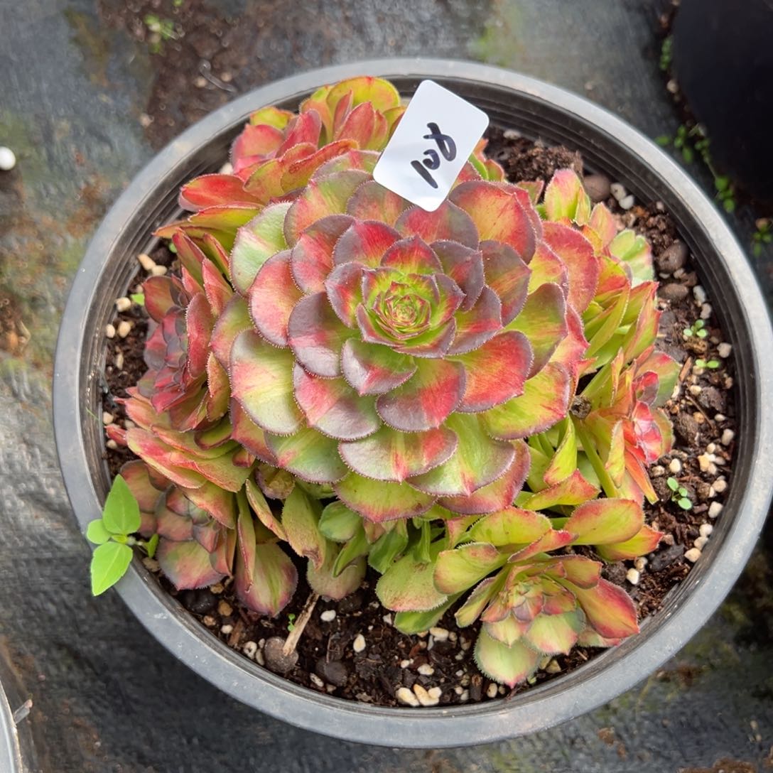 108龙鳞多肉嘻嘻嘻