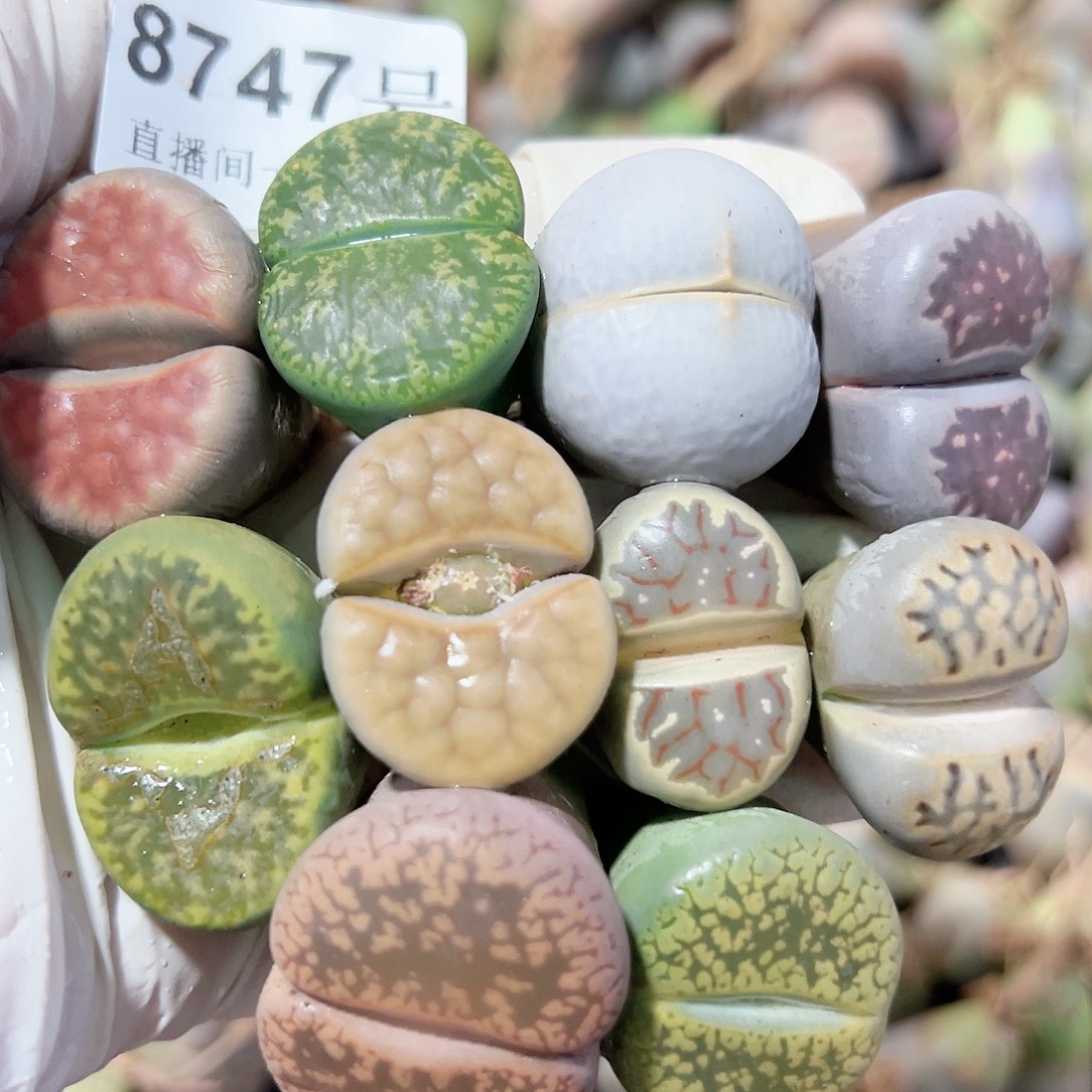 8747 好养易活生石花大母本10个2.2-2.8cm下播福利