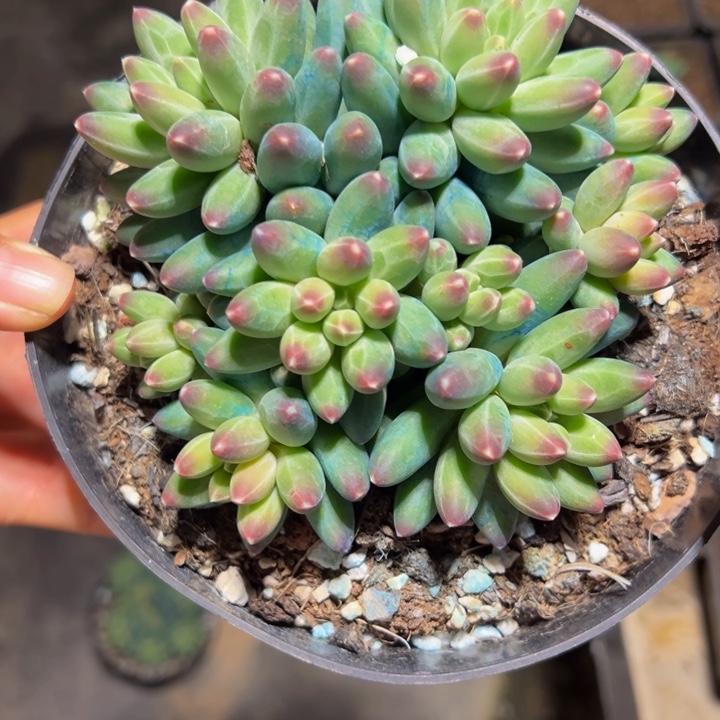 伊卡鲁斯自然群无砍