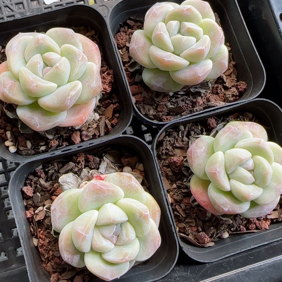 小**学花语逸镜0126-458