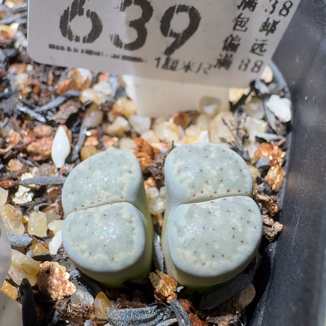 Sss清仓便宜出639