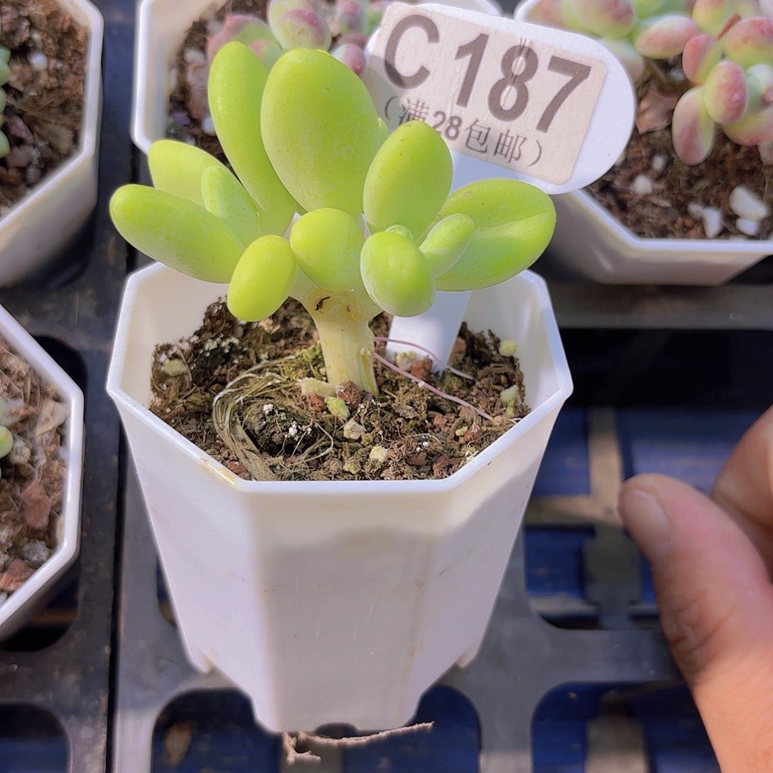C187芒果奶一物一拍