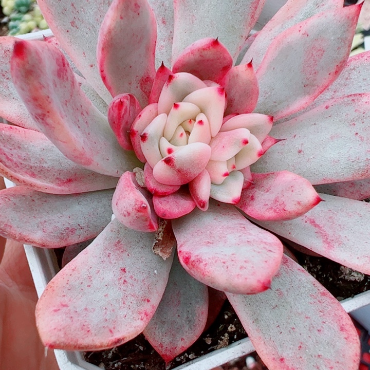 不知名锦多肉1350