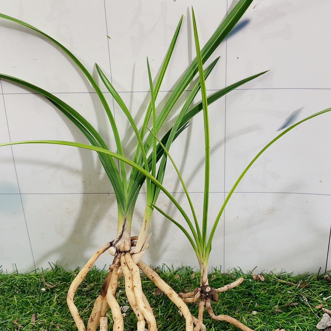 喜***人完全开放兰花老化