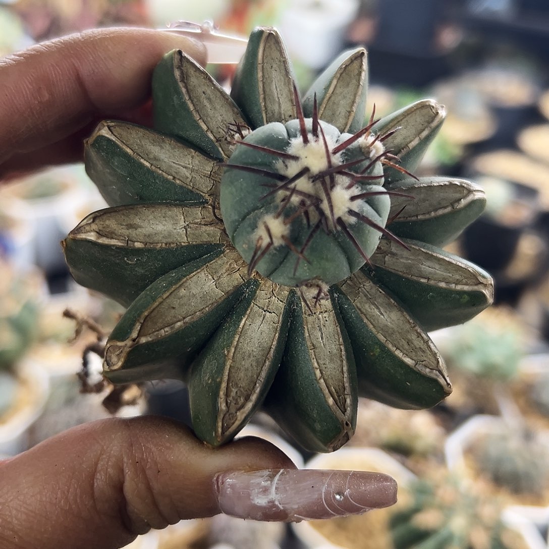 平丸苗接仙人球11111111