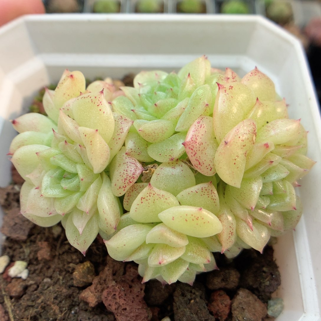 D38定繁编号麦杆B320