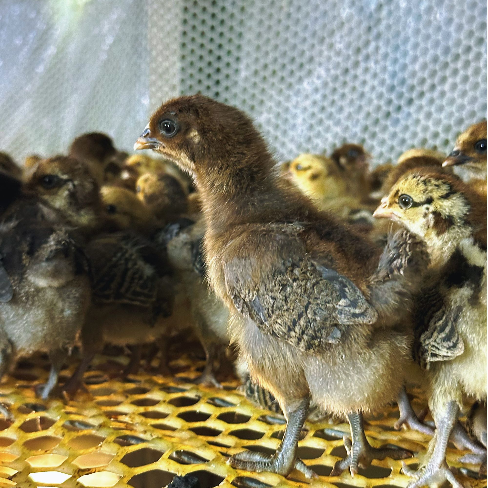 直发红瑶 低温培育青脚麻羽宠物鸡 绿壳蛋鸡小笨鸡苗