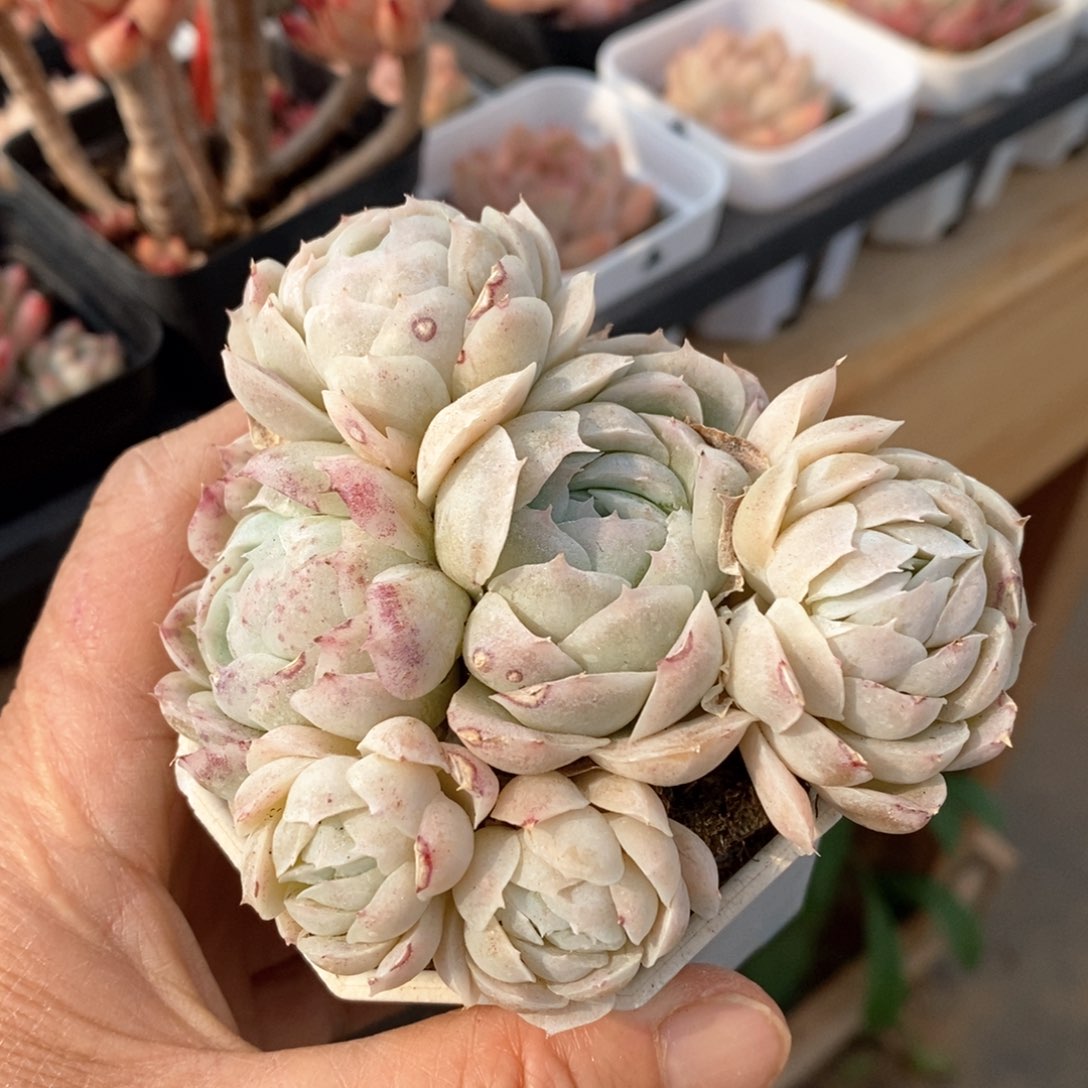 精品多肉一物一拍不包整512