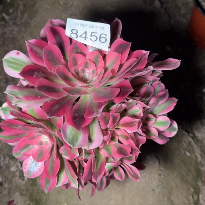 8456红女巫多肉植物