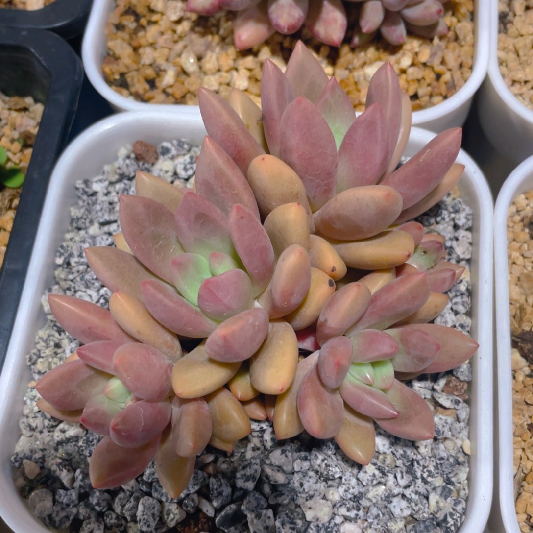 知音多肉植物一棵