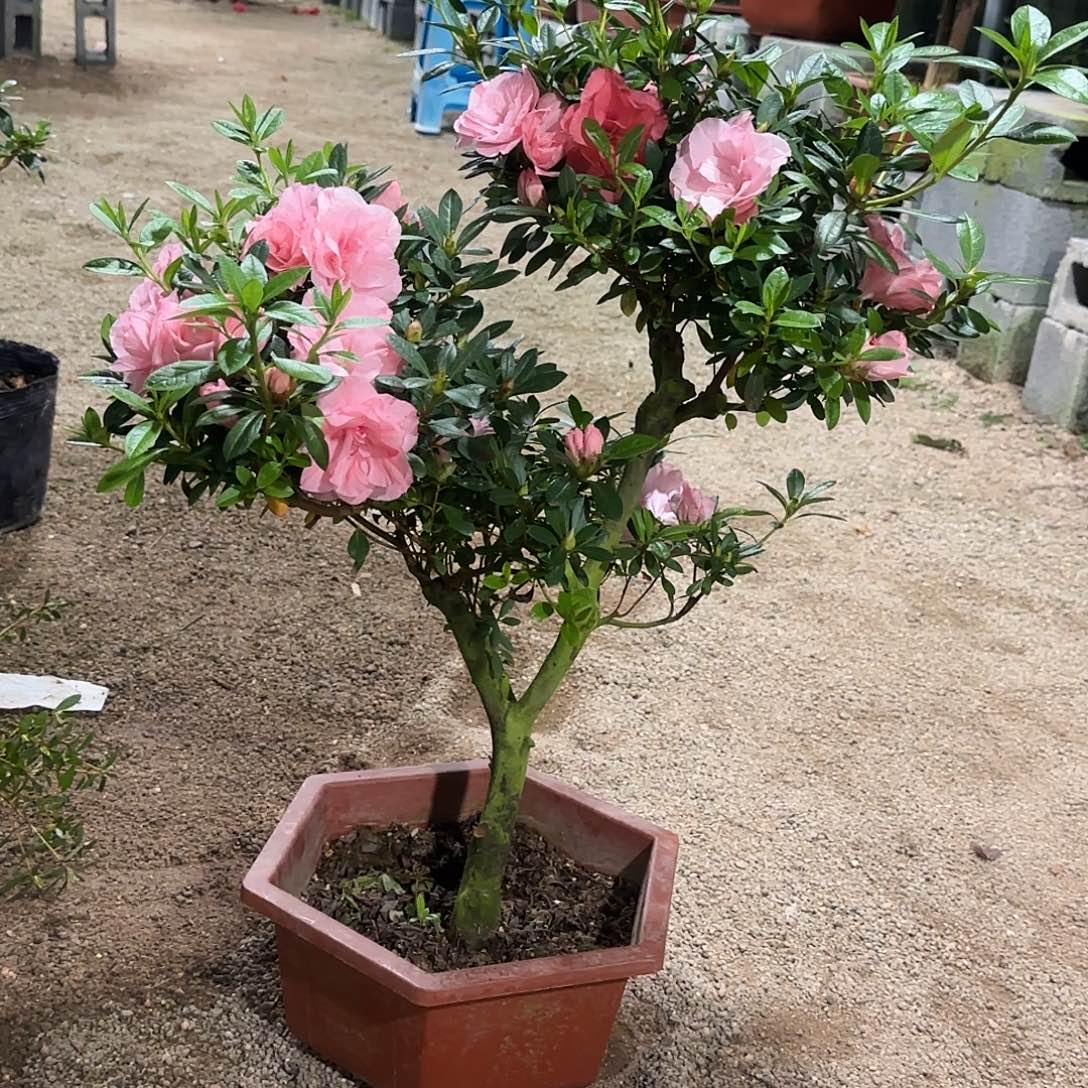农***爷无花朵杜鹃桃梅锦