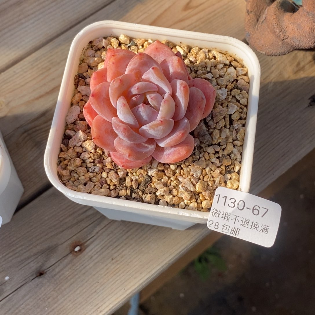 红***冰67号多肉小可爱一个