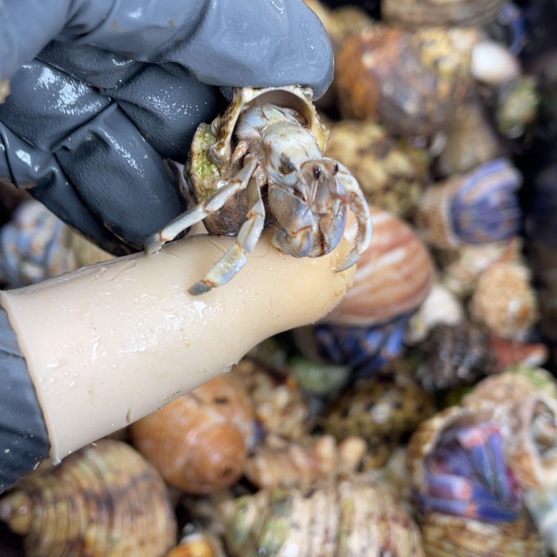 不退不换活体宠物52