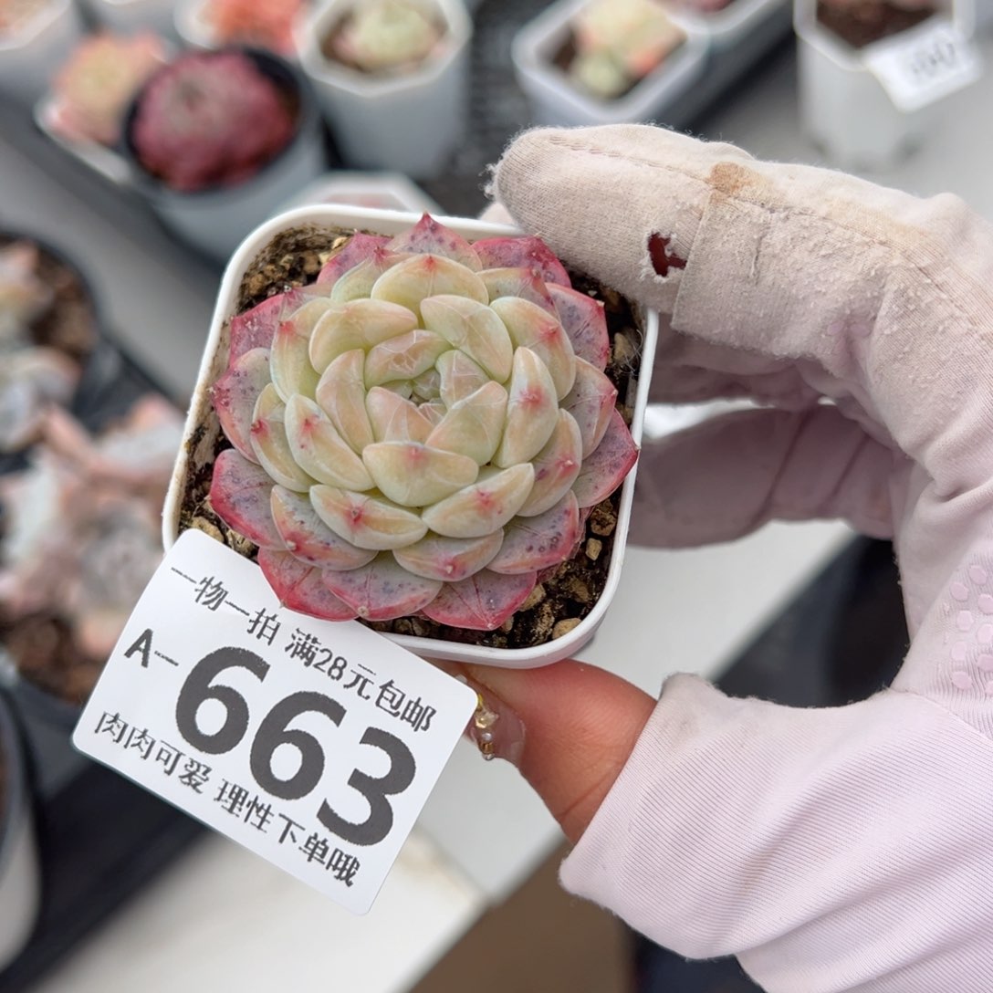 美妮多肉多肉多肉多肉