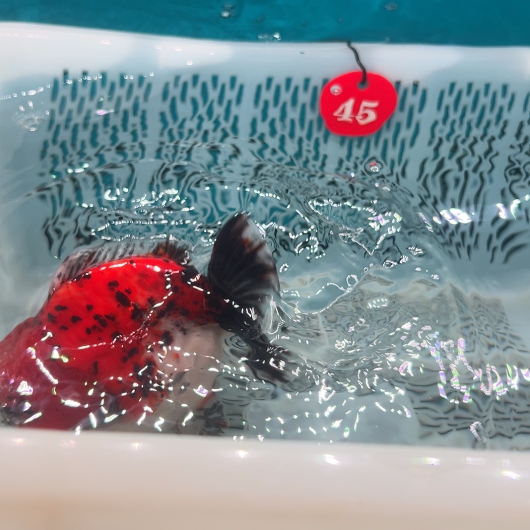 建***哥海水鱼是因为有很多事不可以