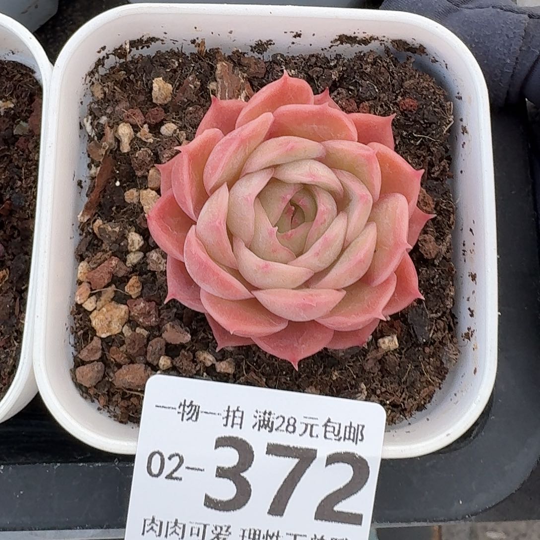 昂斯诺无盆土发货