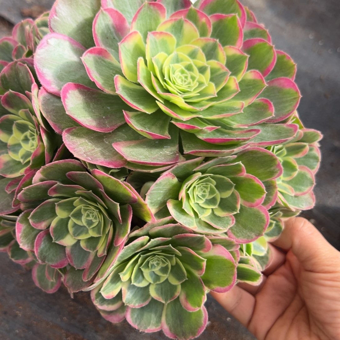 157镜花水月多肉多肉多肉