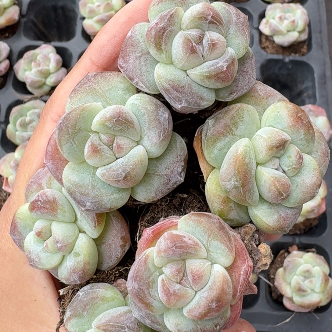 08号到手5颗，江北多肉